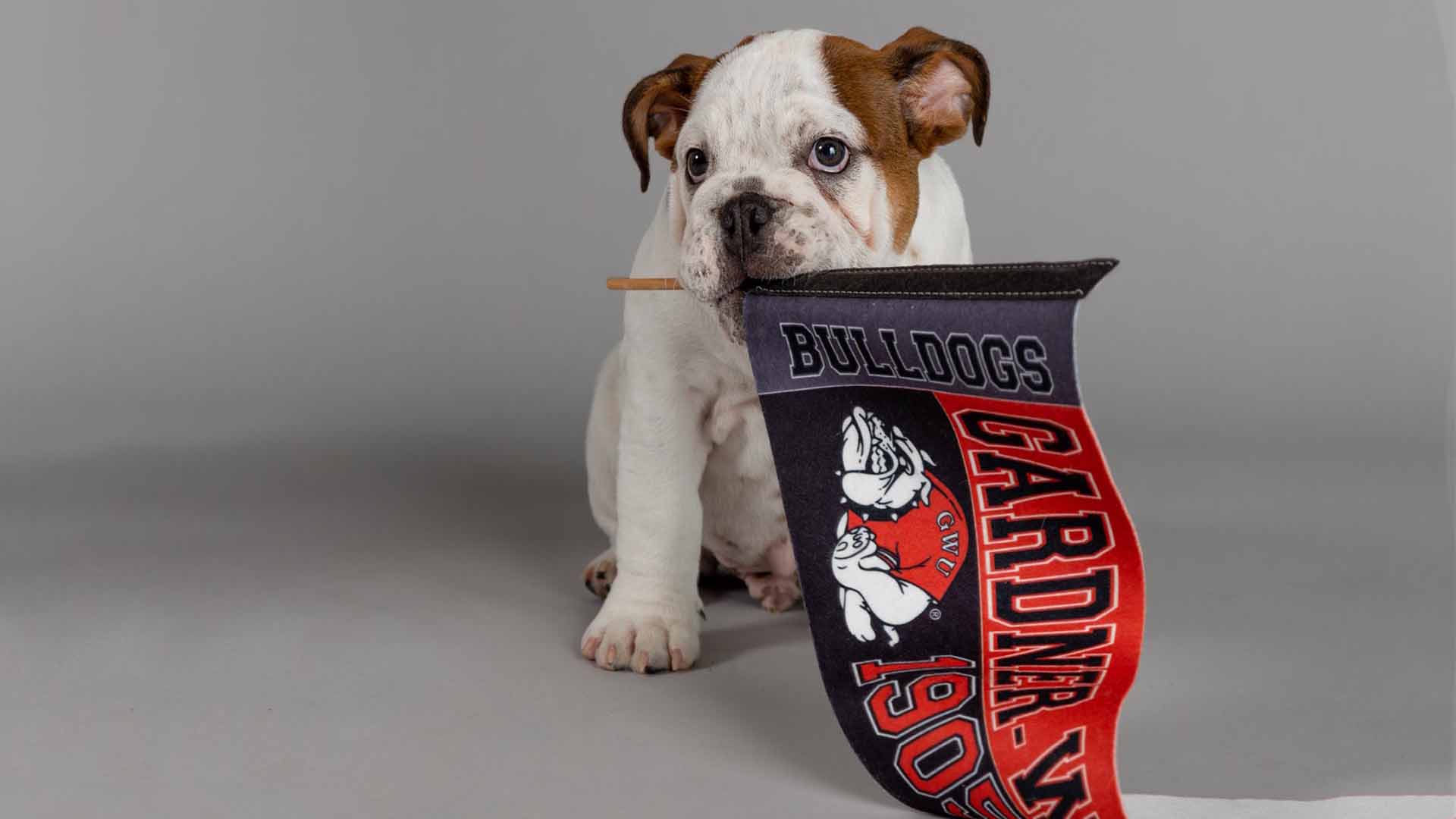 Bo the Bulldog with GWU flag