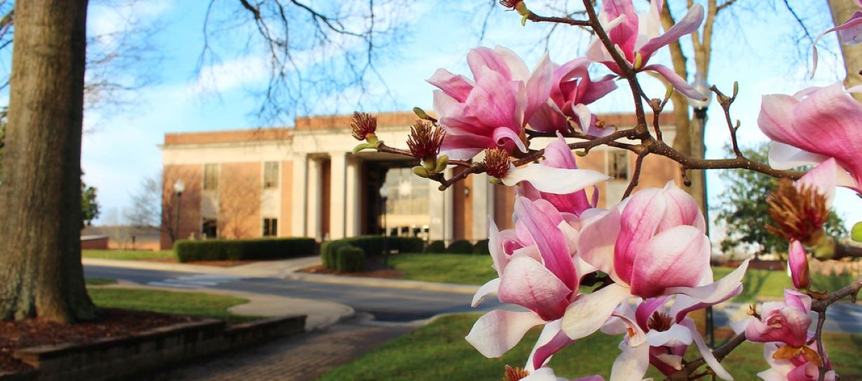 A photo of the John R. Dover Library framed by a pink dogwood