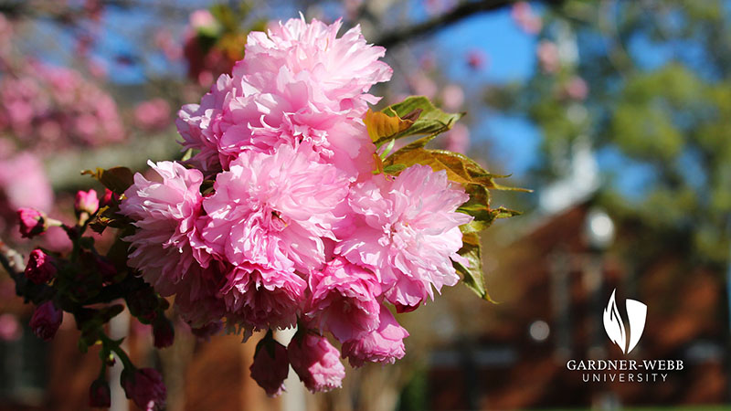 Zoom Background - pink flower