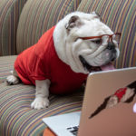 bulldog mascot