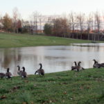 geese on lake hollifield
