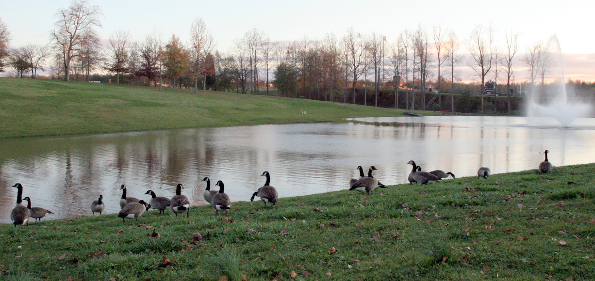 geese on lake hollifield