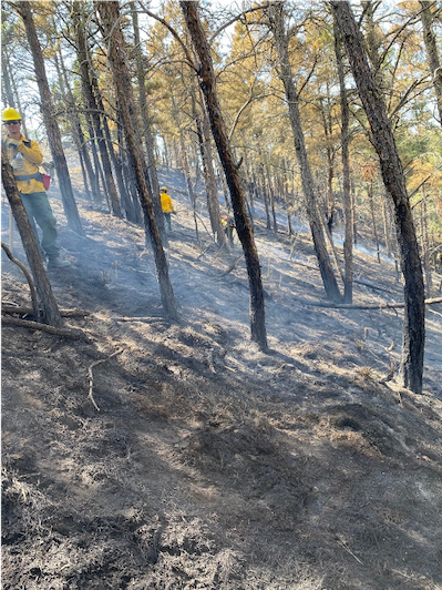 A picture of a forest after a wildfire has been contained.