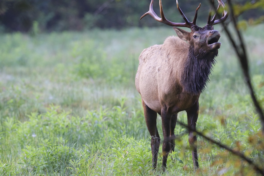 an elk standing in the field