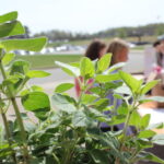 Students talk in the background at the Earth Day Event at GWU in 2019. In the foreground is a plant.