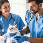 veterinarians with cat in hospital