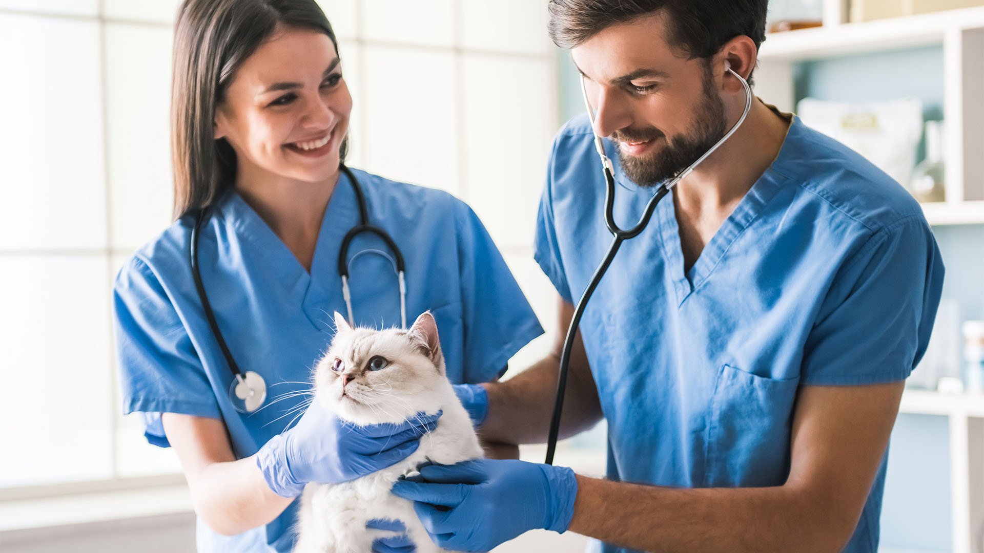 veterinarians with cat in hospital