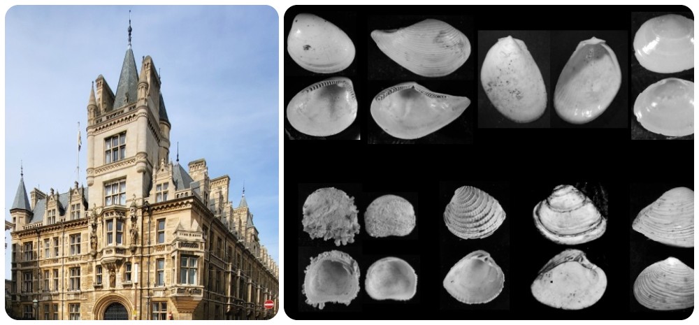 A photo collage featuring Cambridge on the left and bivalves on the right.