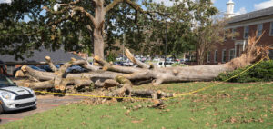 A downed tree on the GWU campus after Hurricane Helene noma